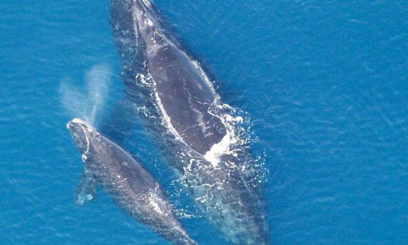 Can a whale's blowhole spray provide important information about the animals' health?