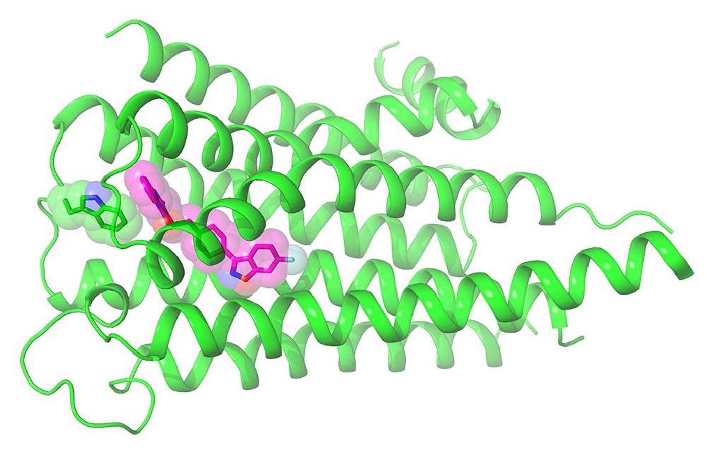 Widely-prescribed antipsychotic drug risperidone (purple) is shown interacting with its primary human brain target, the D2 dopamine receptor (green). Discovery of this molecular structure holds promise for rational design of more selective drugs, say researchers. / Credit: Roth Lab, UNC