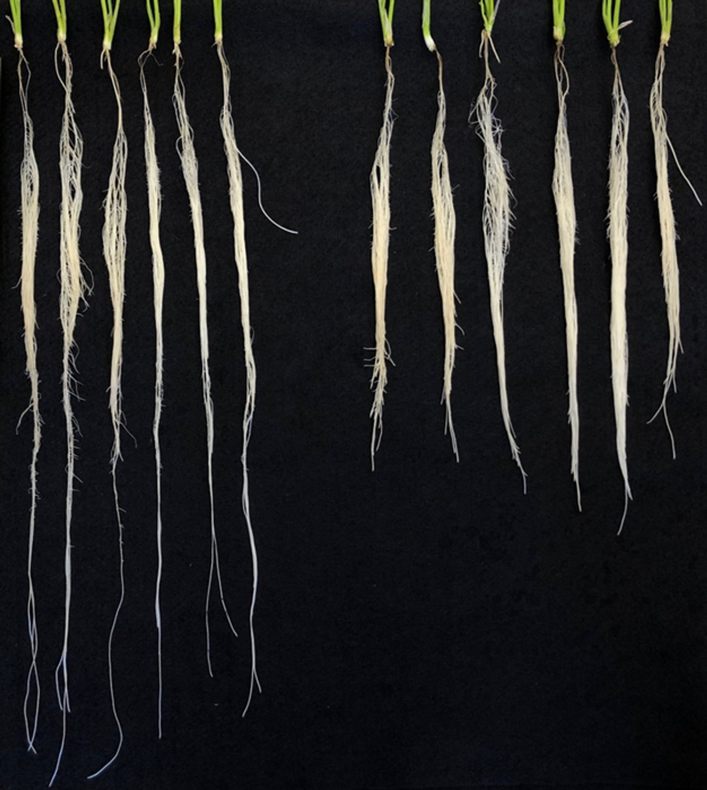 Photo of roots that contain different dosages of a family of genes that affects root architecture, allowing wheat plants to grow longer roots and take in more water. Credit  Gilad Gabay / UC Davis