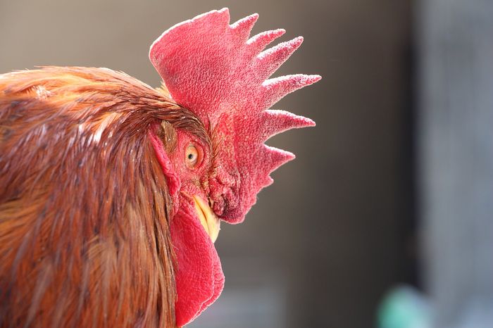 Here's Why Roosters Don't Go Deaf From Crowing | Plants And Animals