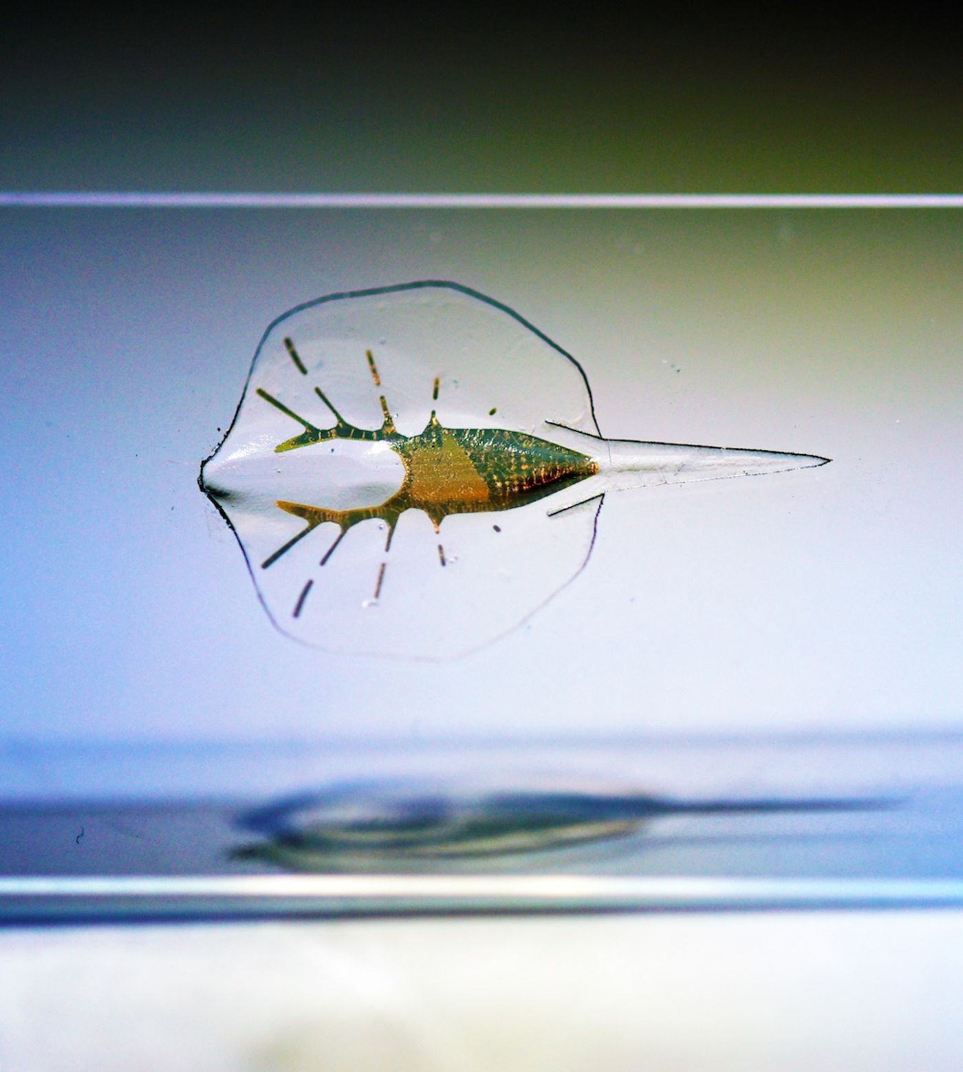 This stingray robot isn't quite just a robot, but it's not quite an organism either.
