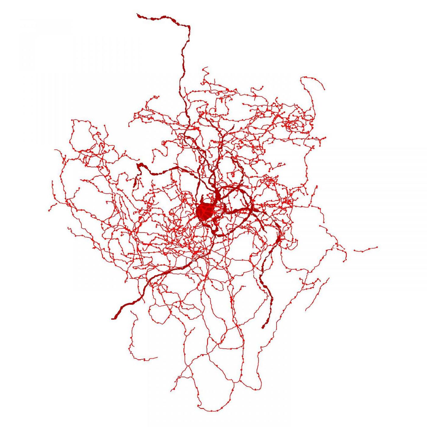 This is a digital reconstruction of a rosehip neuron in the human brain.  / Credit: Tamas Lab, University of Szeged