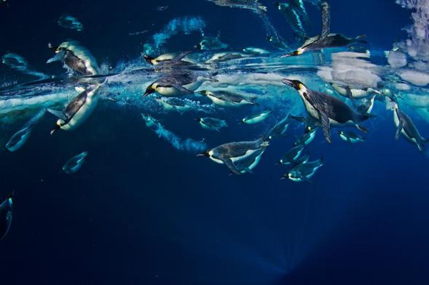 Emperor penguins slice through the cold waters of the Ross Sea.  Photo: Paul Nicklen, National Geographic