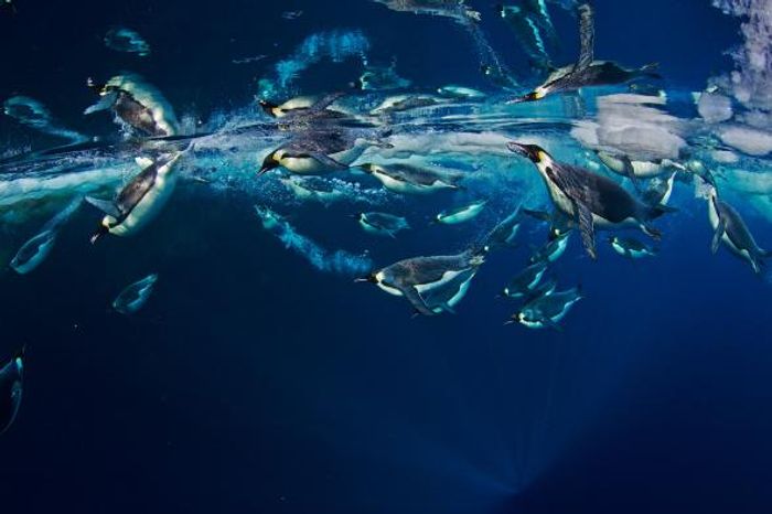 Emperor penguins slice through the cold waters of the Ross Sea. Photo: Paul Nicklen, National Geographic