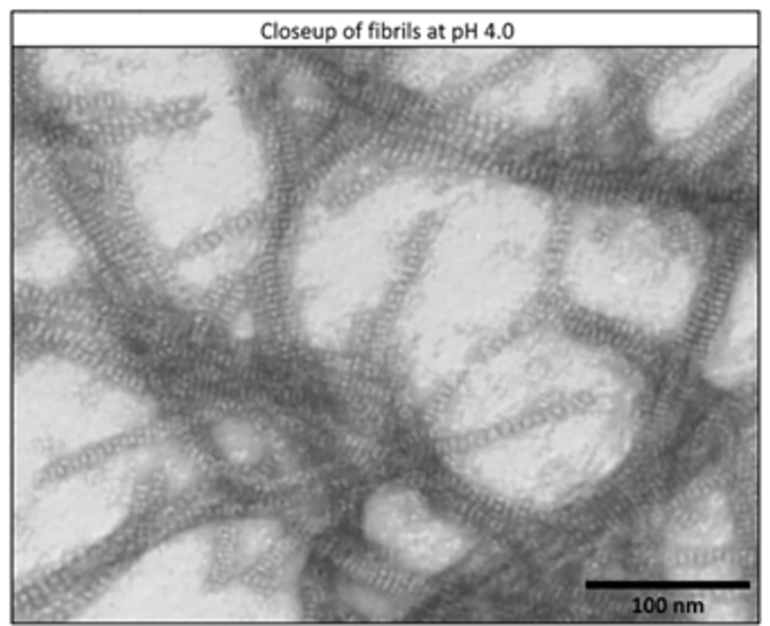 A fibril network within the Royal Jelly that gives it its sticky texture.