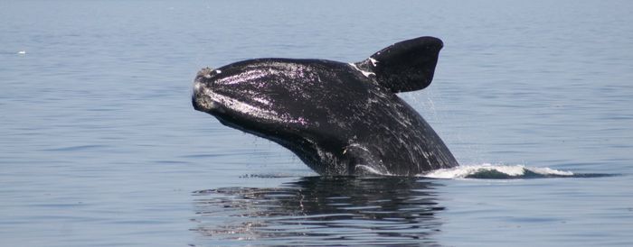 The North Atlantic Right Whale is particularly under threat by seismic blasting because it is already critically endangered. Photo: Whale and Dolphin Conservation