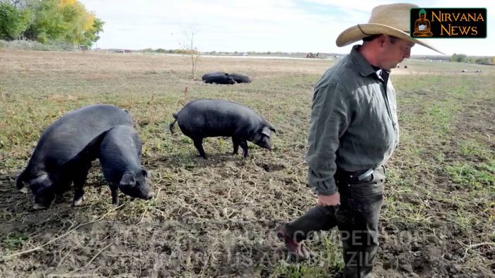 Russian Pork Booming as the Country Aims for Self-sufficiency in Agriculture
