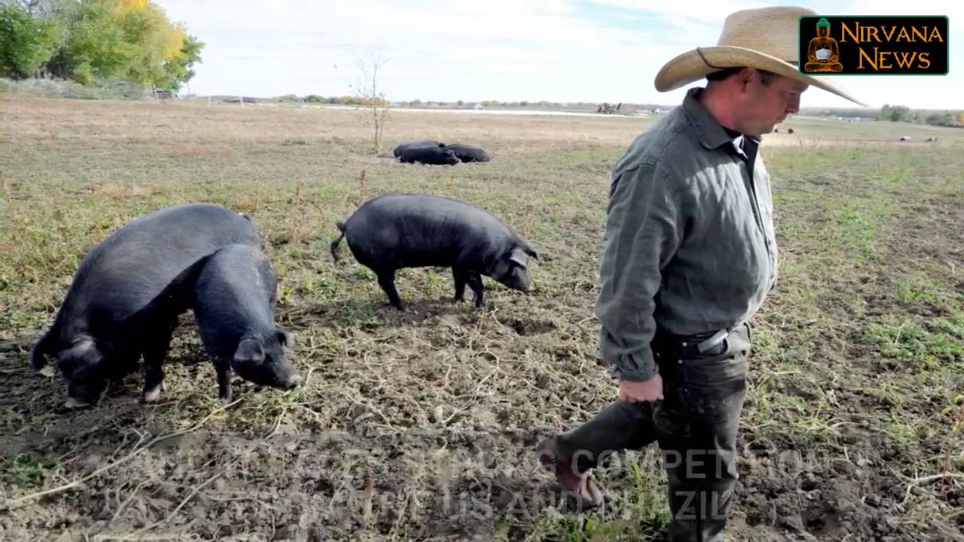 Russian Pork Booming as the Country Aims for Self-sufficiency in Agriculture