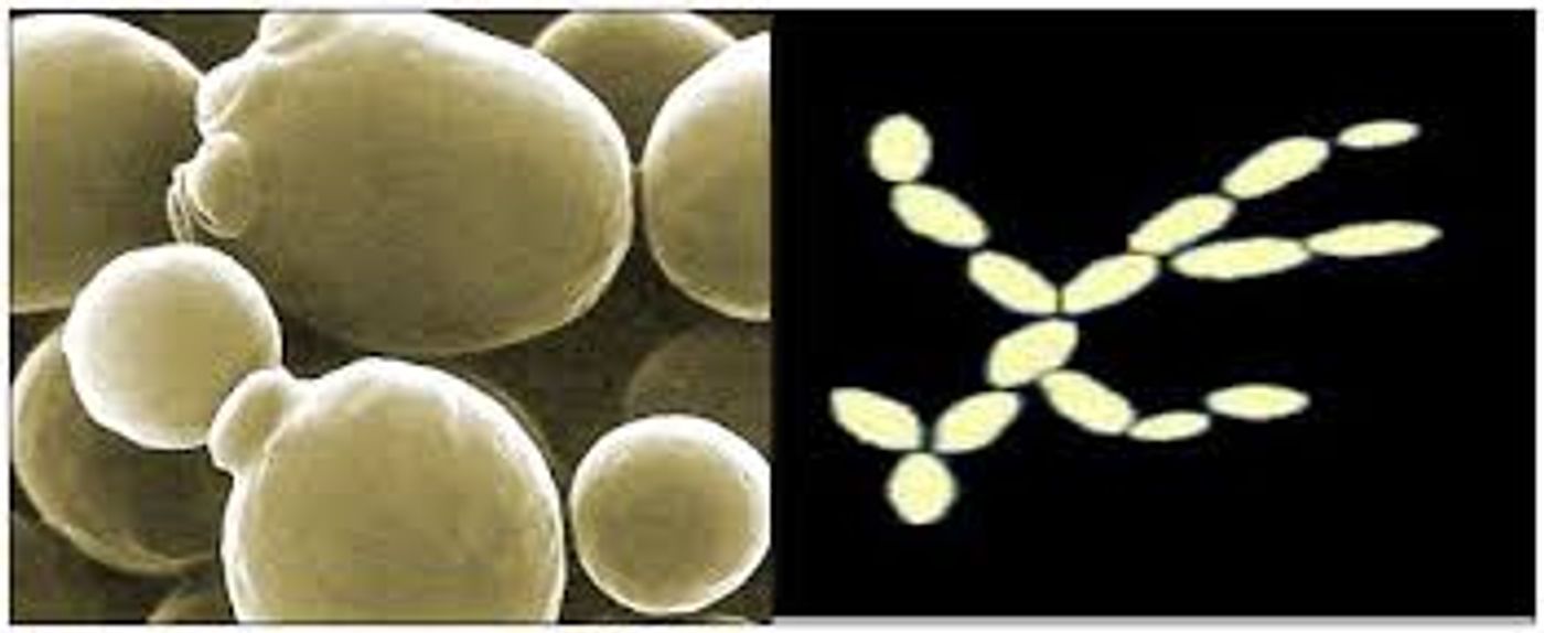 S. carlsbergensis was determined to actually be an interspecies hybrid of S. cerevisiae and S. eubayanus. 