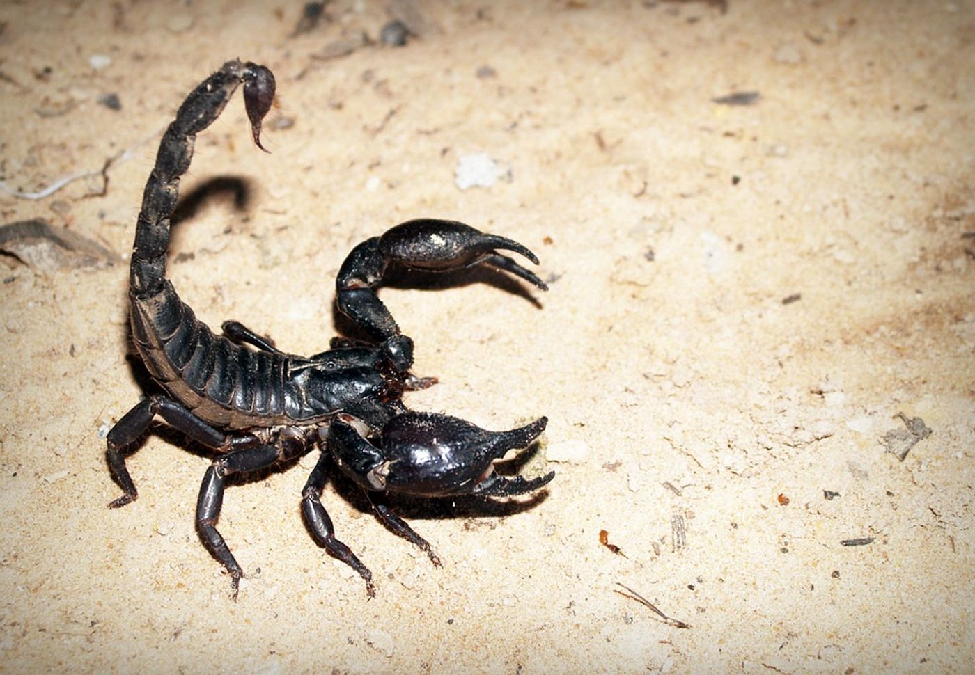 An amino acid found in scorpion venom could help neurosurgeons see brain tumors better. Photo: Pixabay