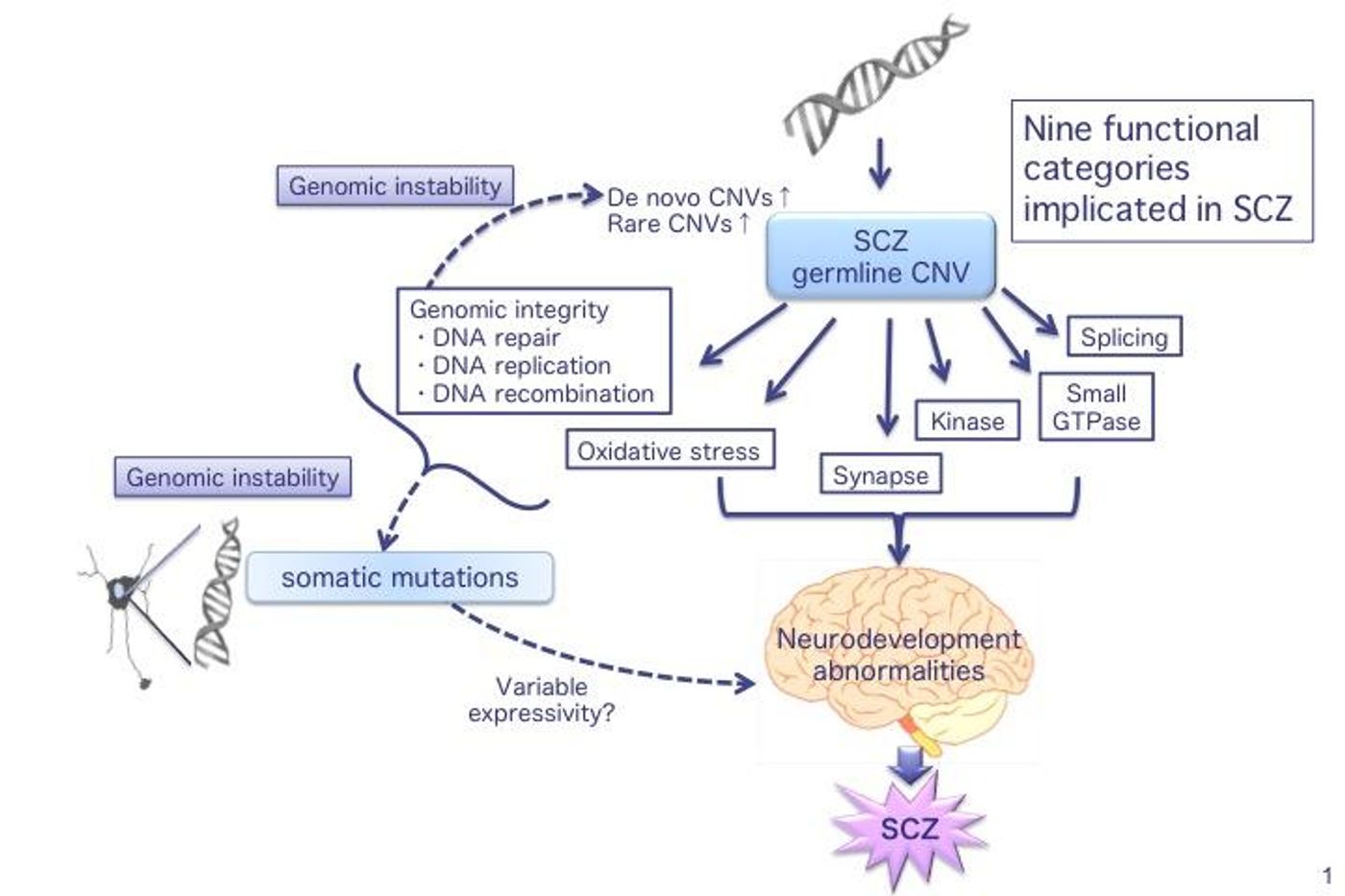 The results of gene set analysis in a unified model. In schizophrenia (SCZ), nine functional categories are affected by germline CNVs. Disruption of genomic integrity and oxidative stress response induces both genomic instability, (which is involved in germline CNV formation and thus an increased rate of de novo or rare CNVs) and somatic CNV formation in neurons (variable expressivity of CNVs).