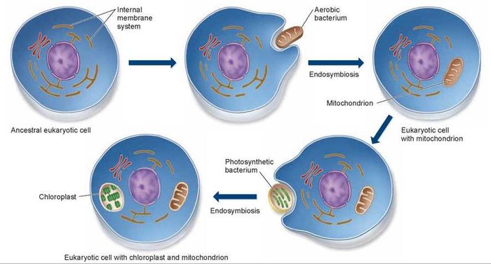 The endosymbiotic origin of mitochondria