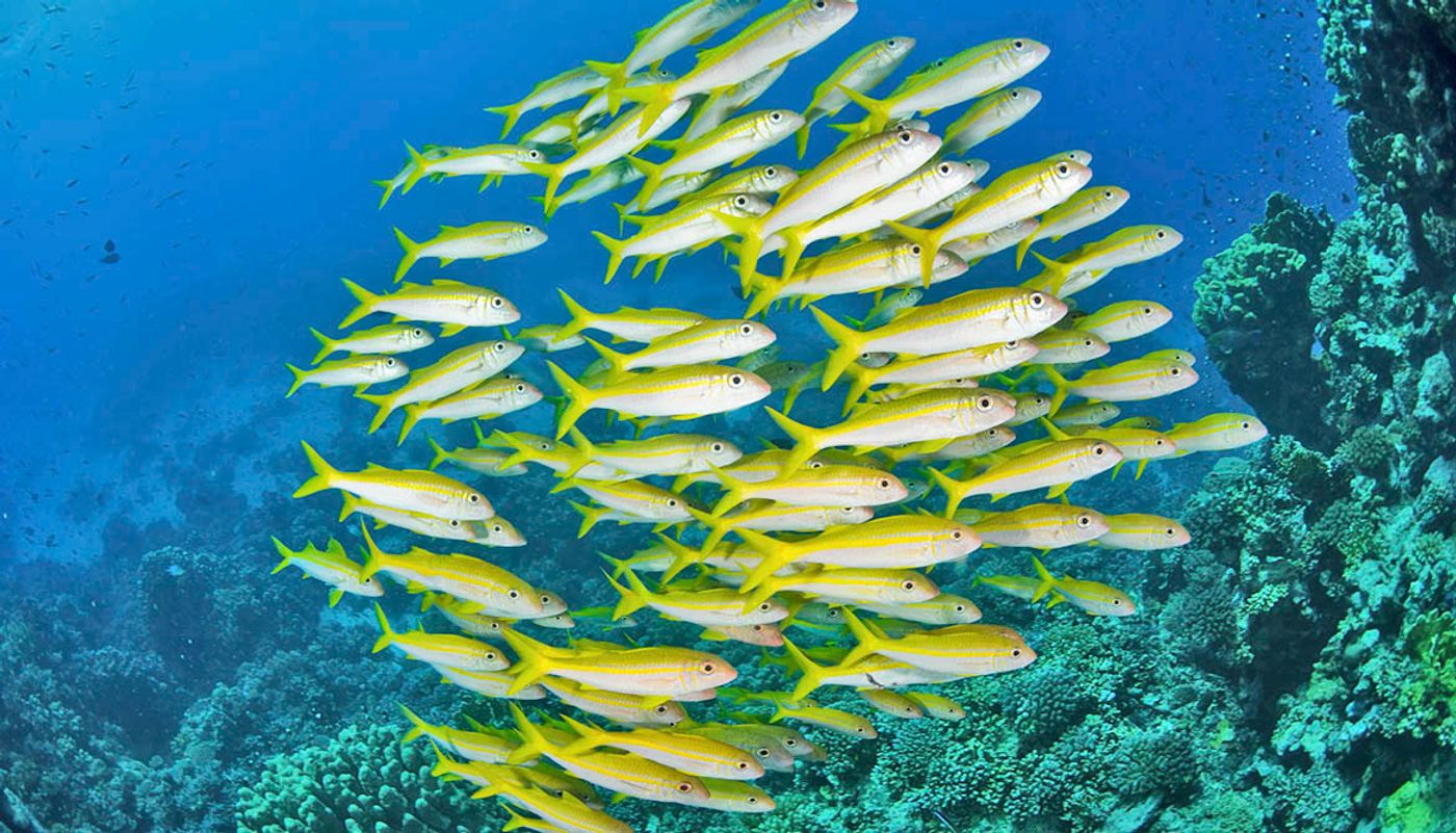 While a lone swimmer moves at a well-defined swimming speed, larger groups take one of two speeds.