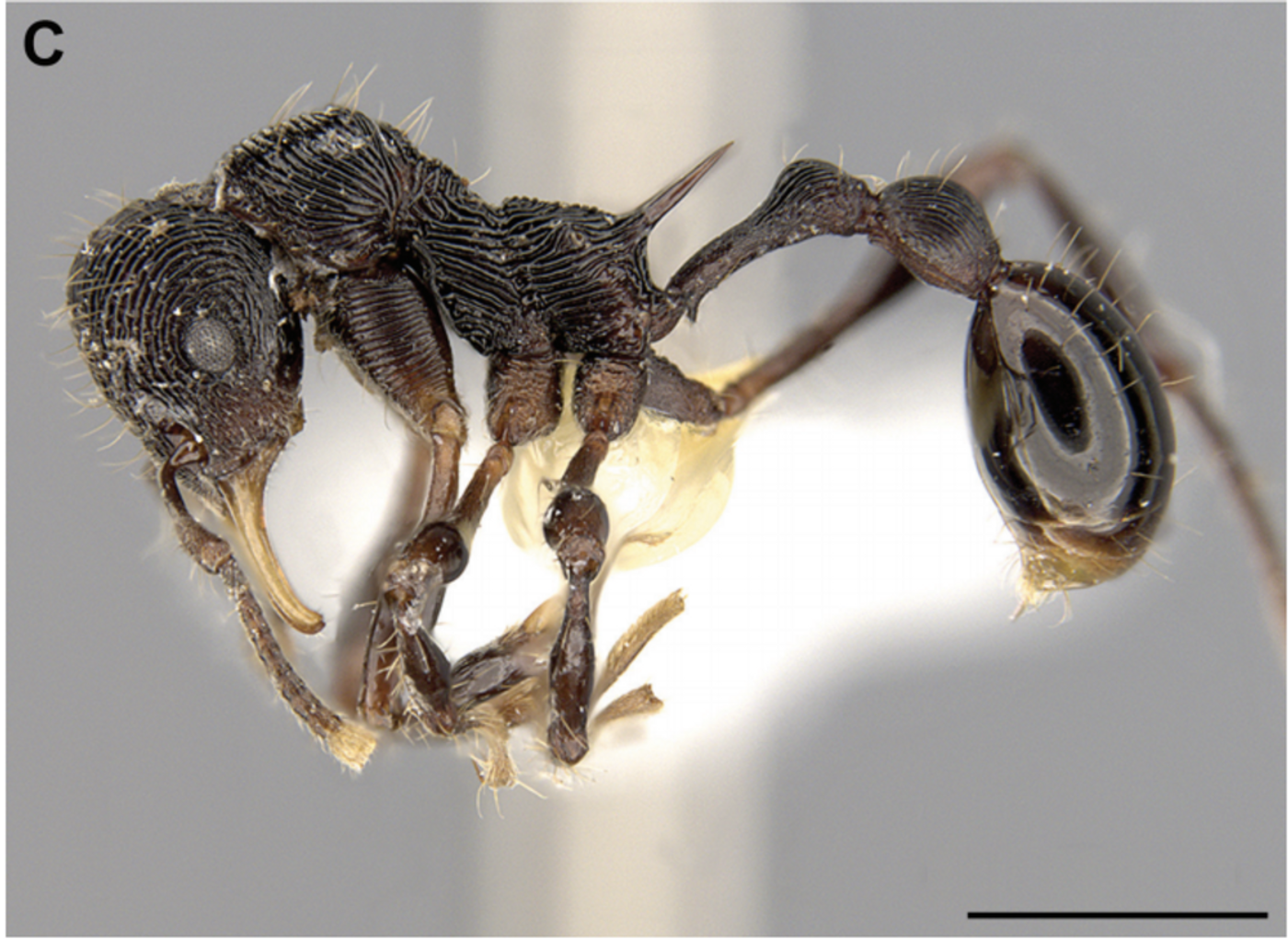 The new ant species that was found in a frog's puke.