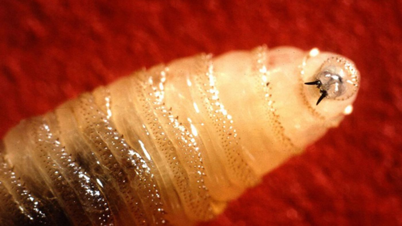 A close-up of the screwworm pest.