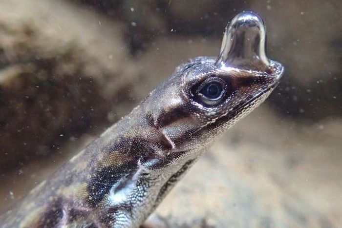 The water anole is a lizard that can stay underwater for 16 minutes or more by harnessing an air bubble.