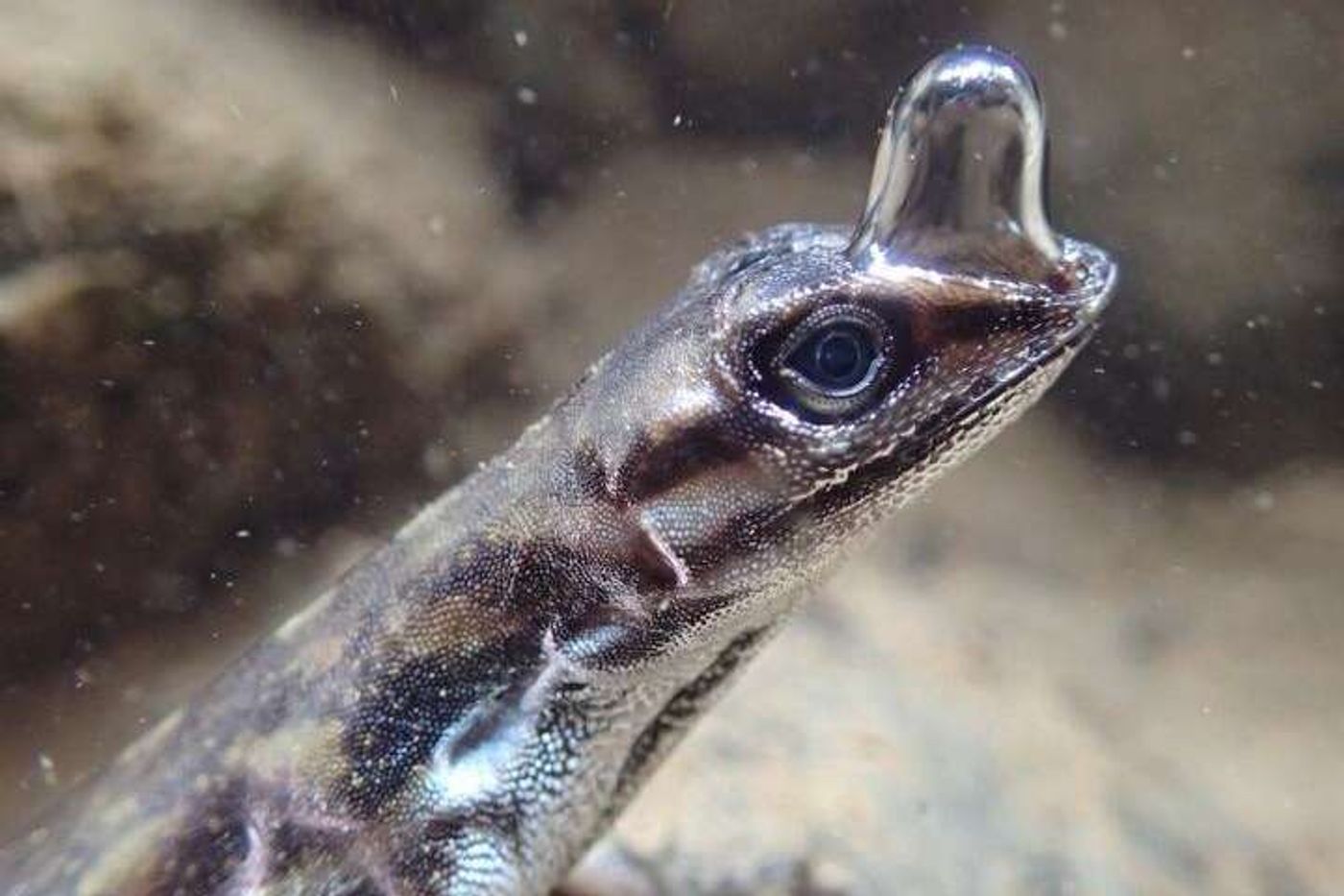 The water anole is a lizard that can stay underwater for 16 minutes or more by harnessing an air bubble.