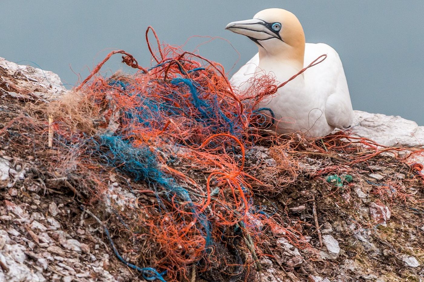 The global plastic crisis threatens wildlife and humans alike. Photo: Pixabay