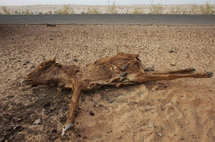 Drought threatens the Sahel. Photo: Al Jazeera