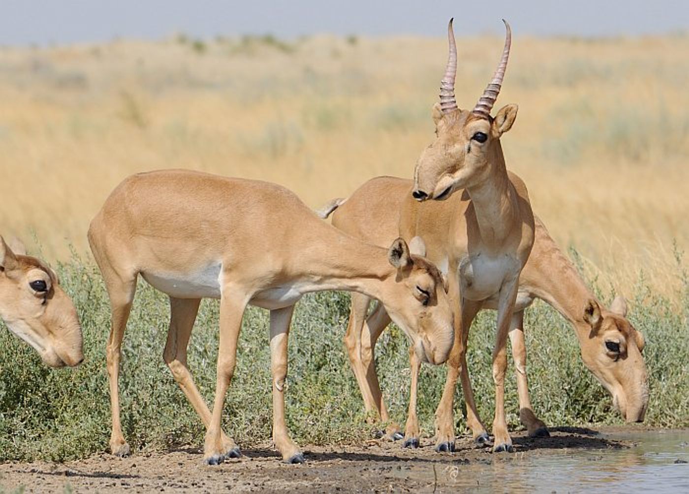 Saiga antelopes are a critically-endangered species, and they're threatened with a new problem.