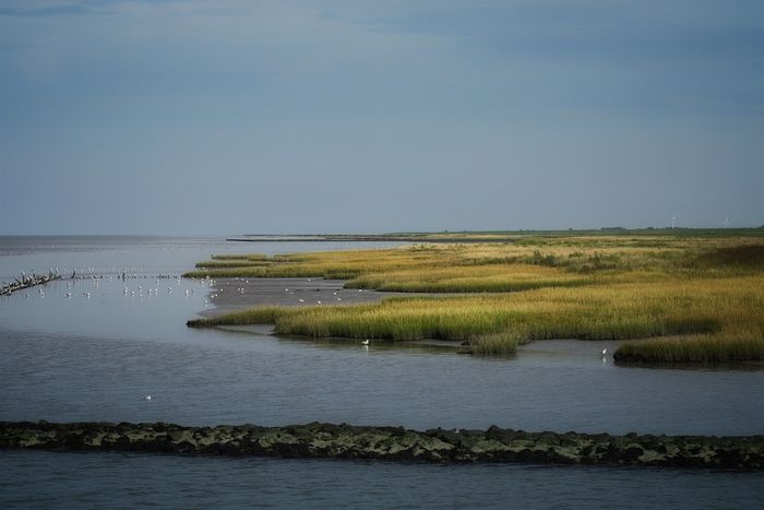 Salt marsh grasses are key to recovery after an oil spill. Photo: Pixabay