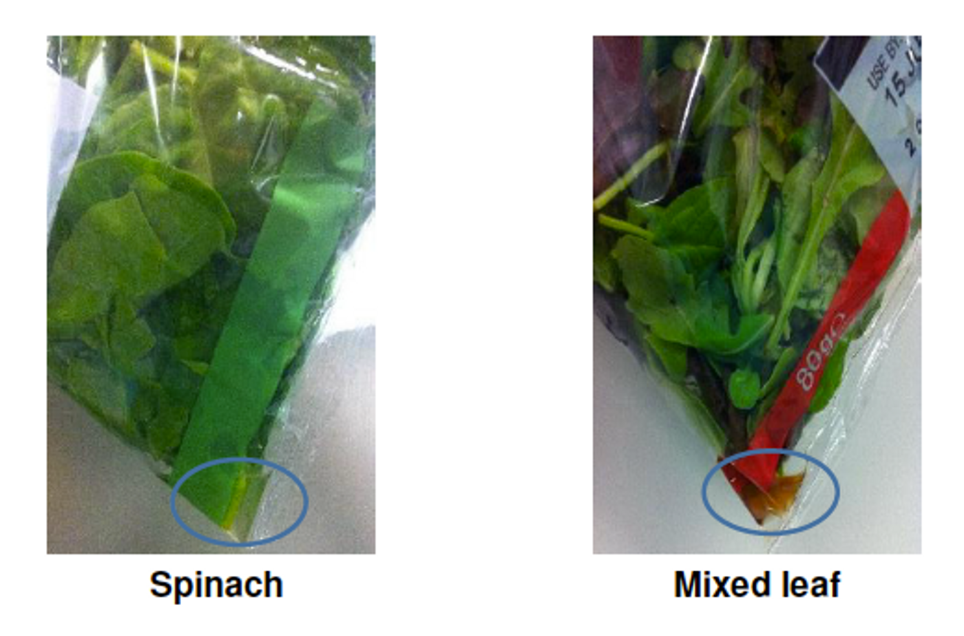 Even with refrigeration, salad juice encouraged bacterial growth. / Credit:  Koukkidis et al Applied and Environmental Microbiology 2016