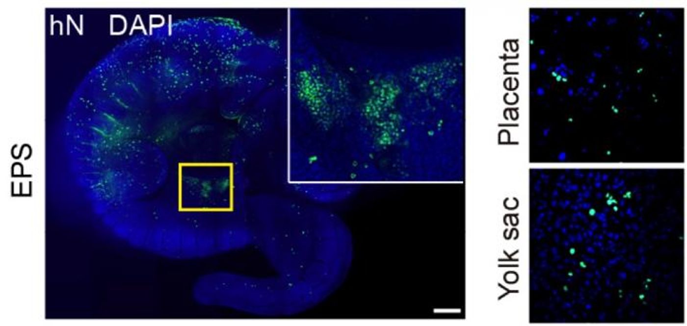 Human EPS cells (green) can be detected in both the embryonic part (left) and extra-embryonic parts (placenta and yolk sac, right) of a mouse embryo. / Credit: Salk Institute