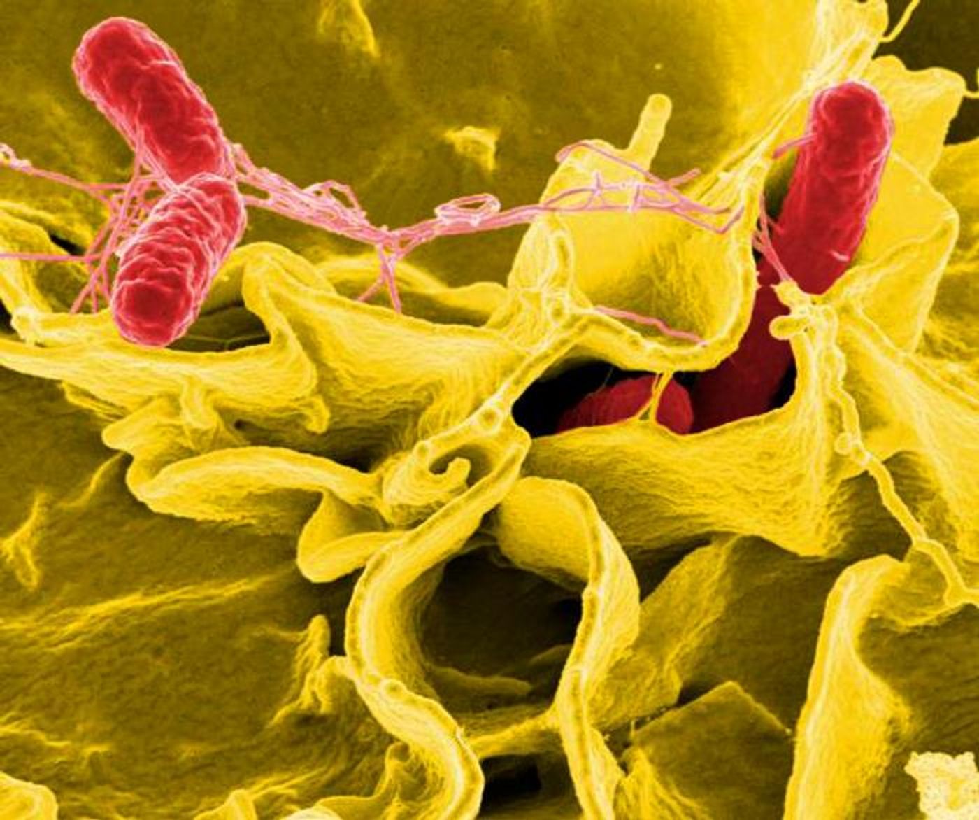 A digitally-colorized scanning electron microscopic (SEM) image of red-colored, Salmonella sp. bacteria as they were in the process of invading a mustard-colored, ruffled, immune cell. Salmonella are a type of Proteobacteria / Credit: National Institute of Allergy and Infectious Diseases (NIAID)