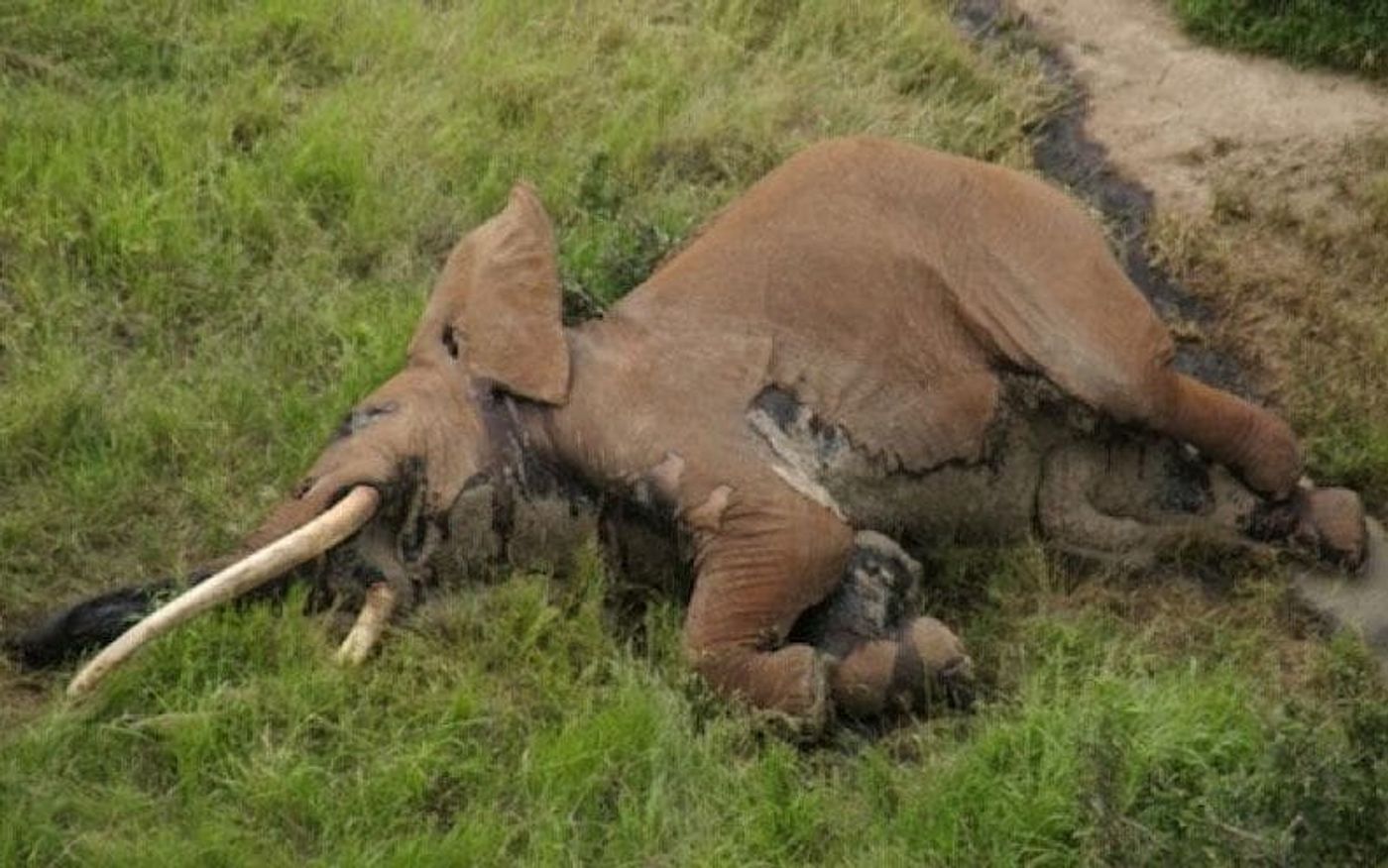 Satao II's carcass was found in Kenya, luckily with the ivory tusks still attached.