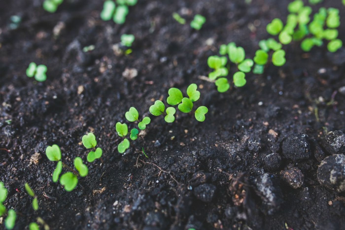 soil image, public domain