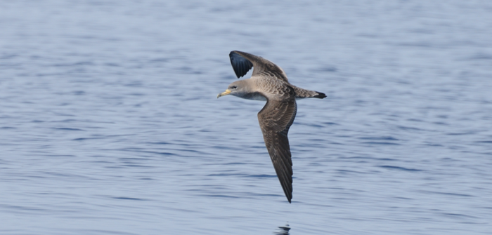 A photograph of a Scopoli's shearwater flying over open water.