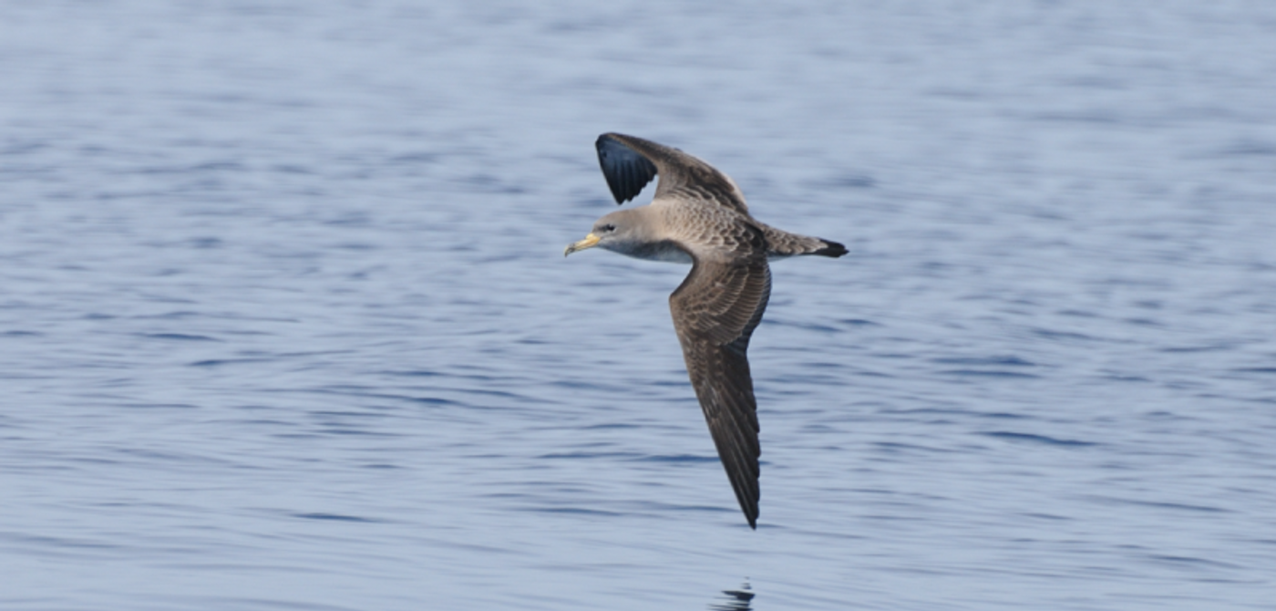 A photograph of a Scopoli's shearwater flying over open water.