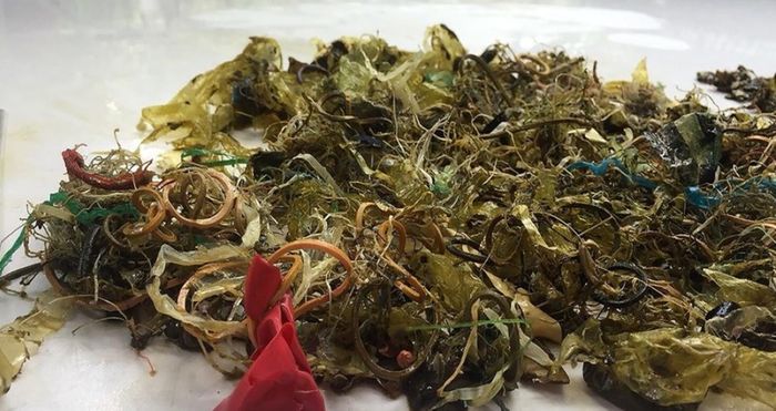 The experts found all this inside of the sea turtle's body.