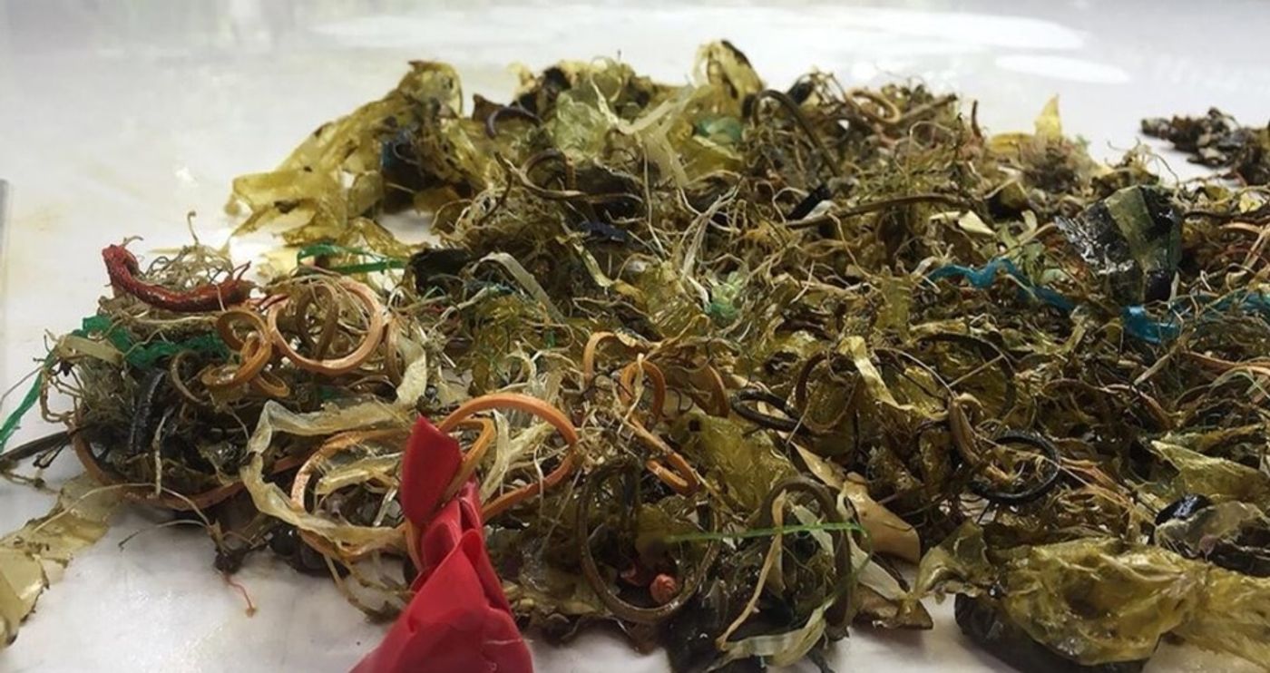 The experts found all this inside of the sea turtle's body.