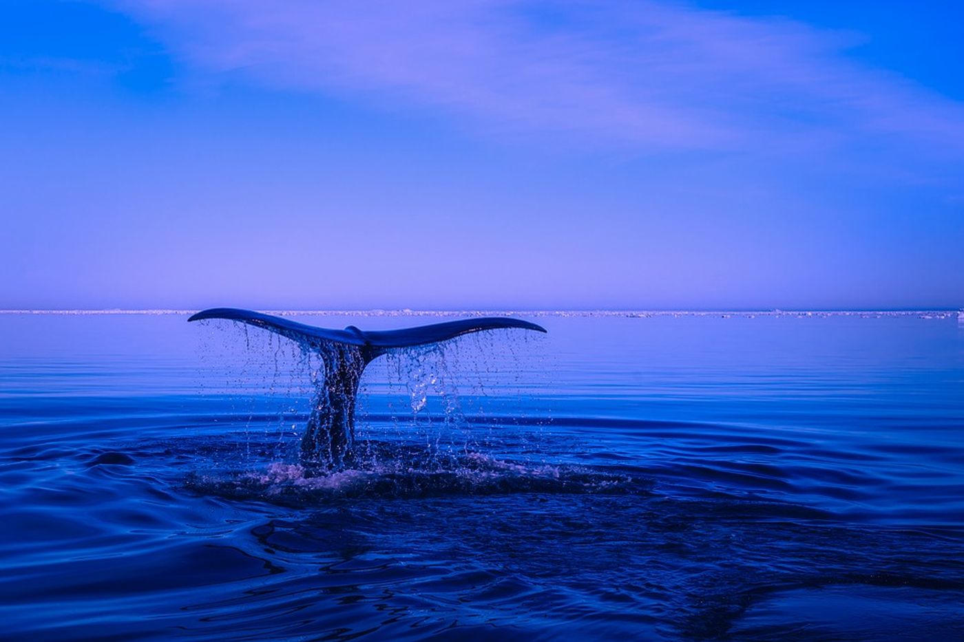 A whale breaching the surface.