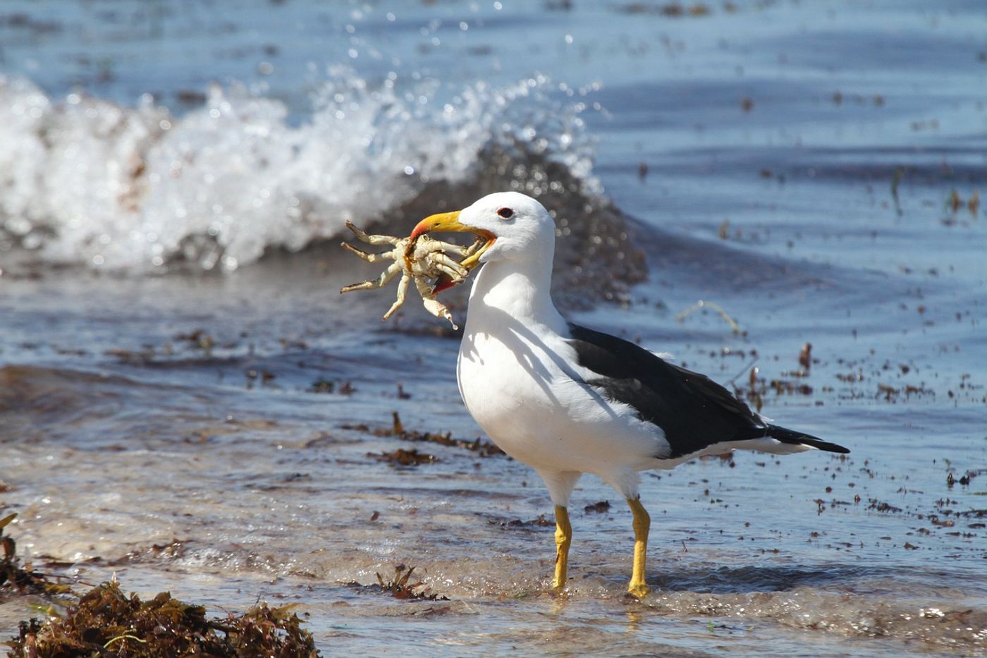 The albatross is one of the world's largest flying birds.