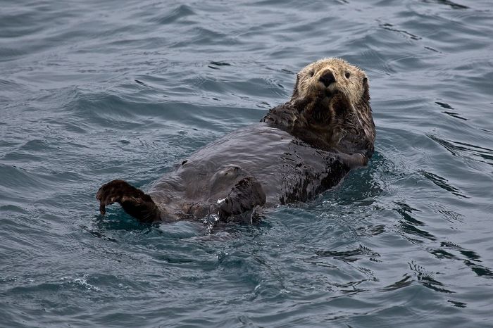 Sea otters are often seen floating on their backs, just like this, as they use rocks as tools to break open shellfish to eat.