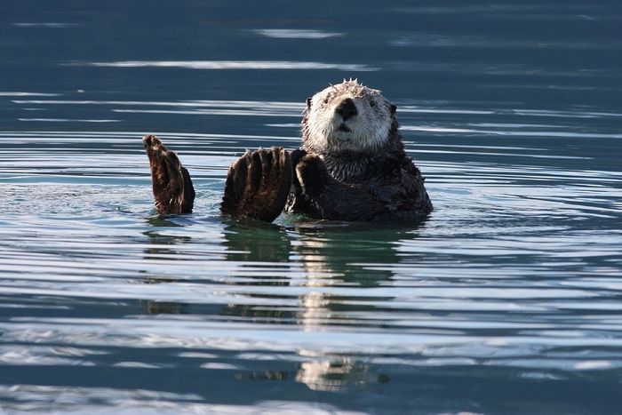 Sea otters are popular along California's coastline. Photo: Pixabay