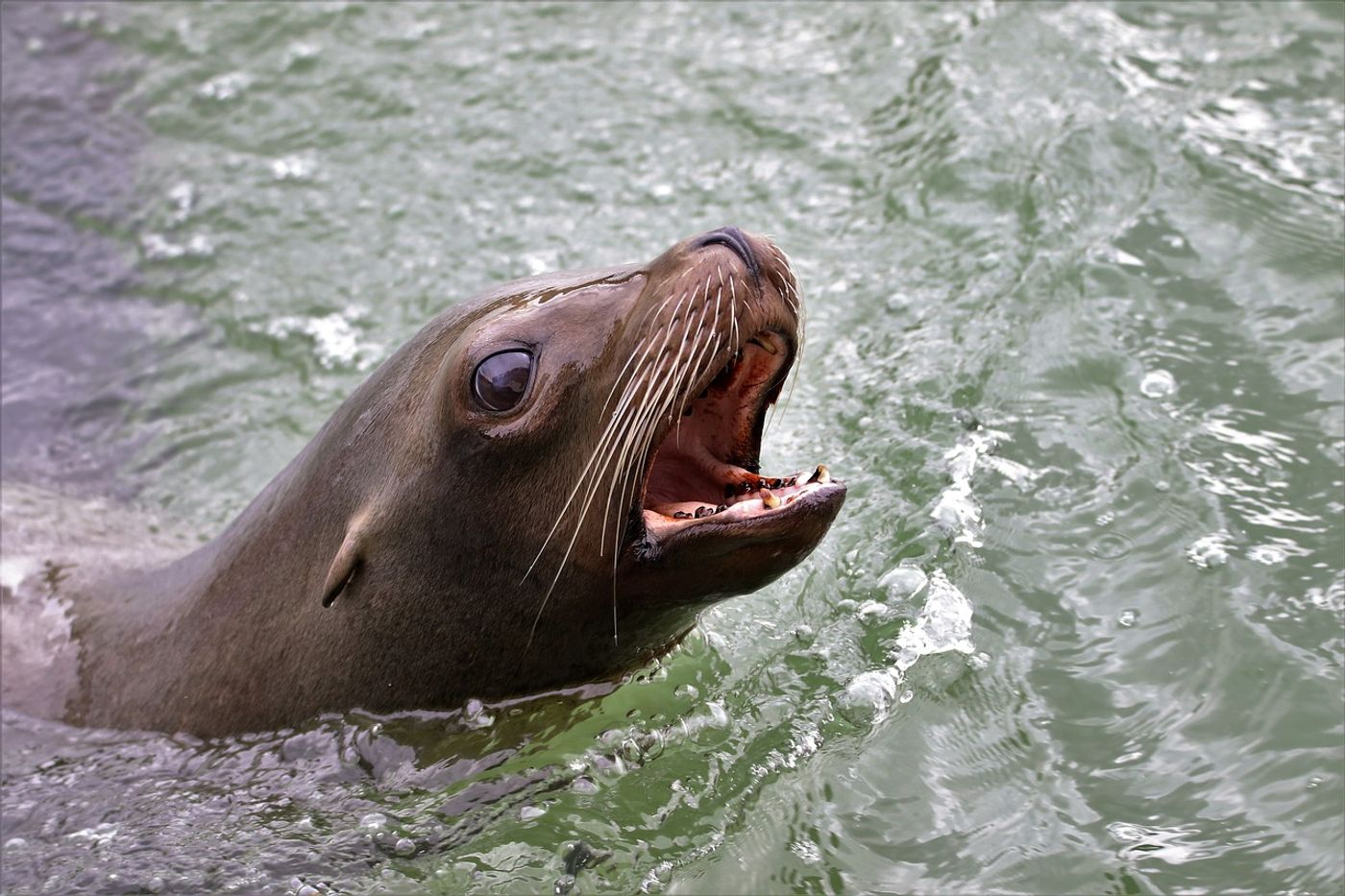 Sea lions can weigh hundreds of pounds, and one family learned to keep their young daughter away from them.