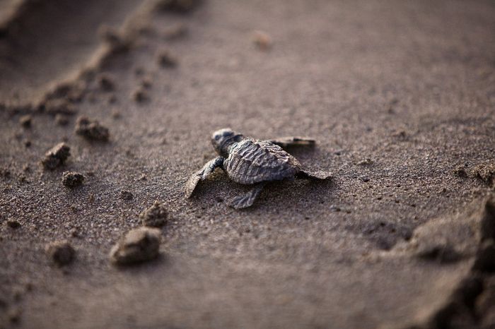 Baby sea turtles like this one are particularly vulnerable to plastic bits.