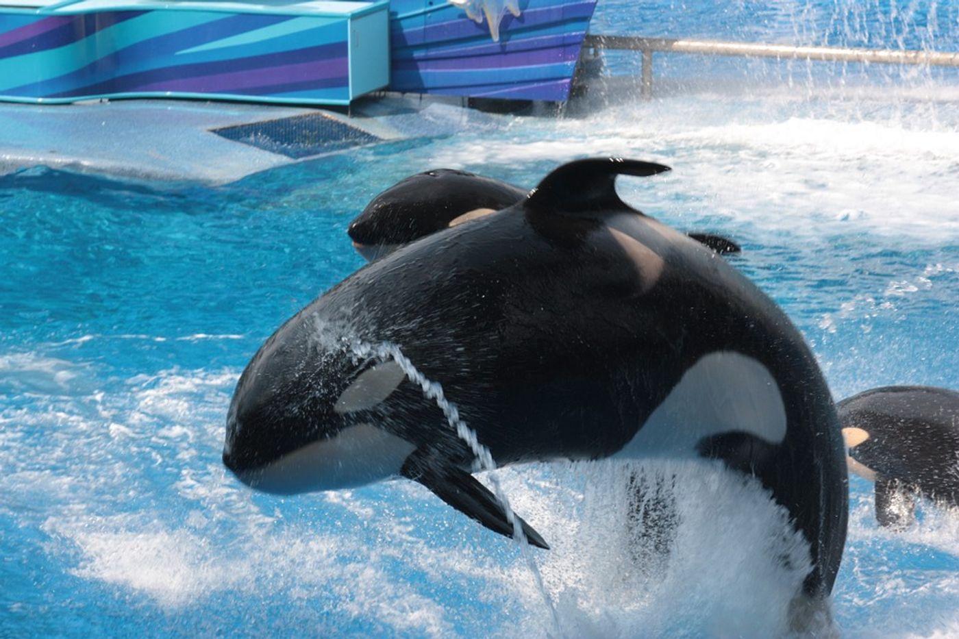 An orca at one of SeaWorld's facilities. (Kayla not pictured)