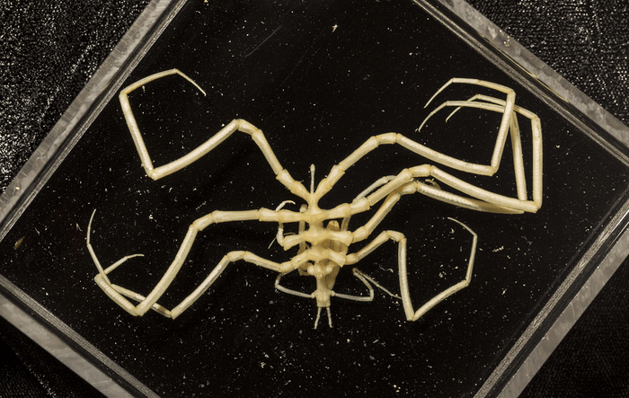 A sea spider, similar to those seen on the deep-sea floor.