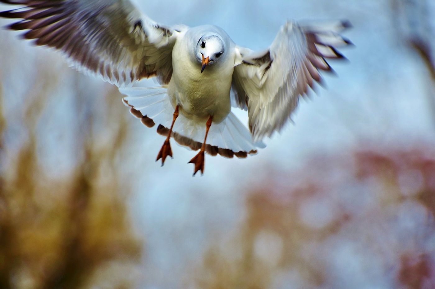 Seagulls will eat just about anything, and that's not exactly a good thing...