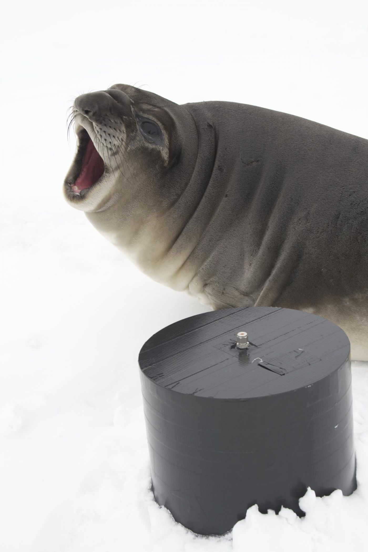 The research team positioned themselves away from polar wildlife to limit contamination, but one persistently curious character meant a testing site had to be abandoned / Credit: James Chong