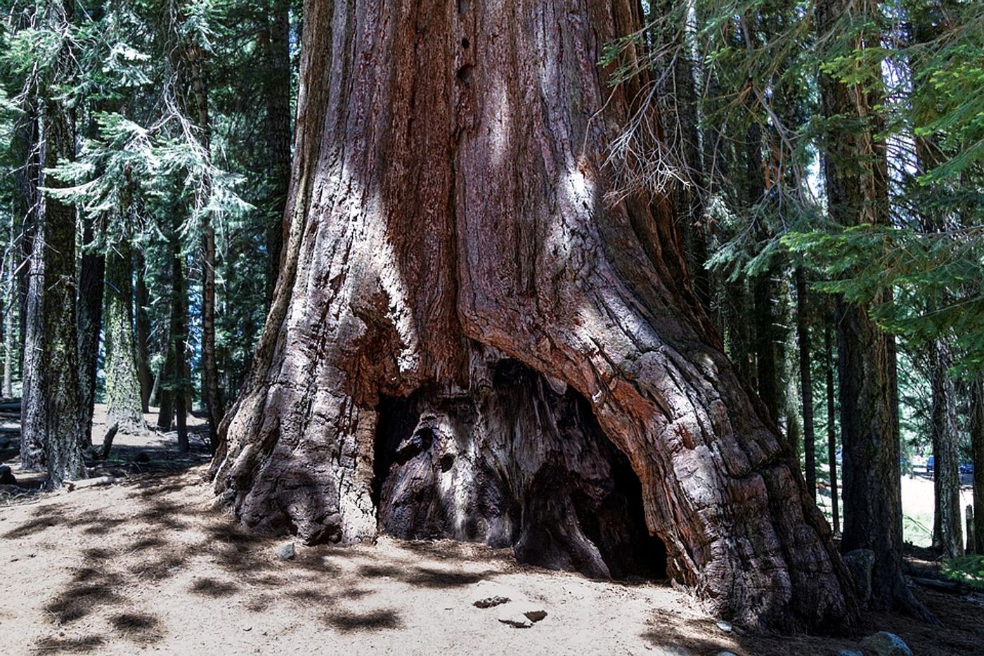 Sequoia National Park has some of the worst air pollution levels. Photo: Pixabay 
