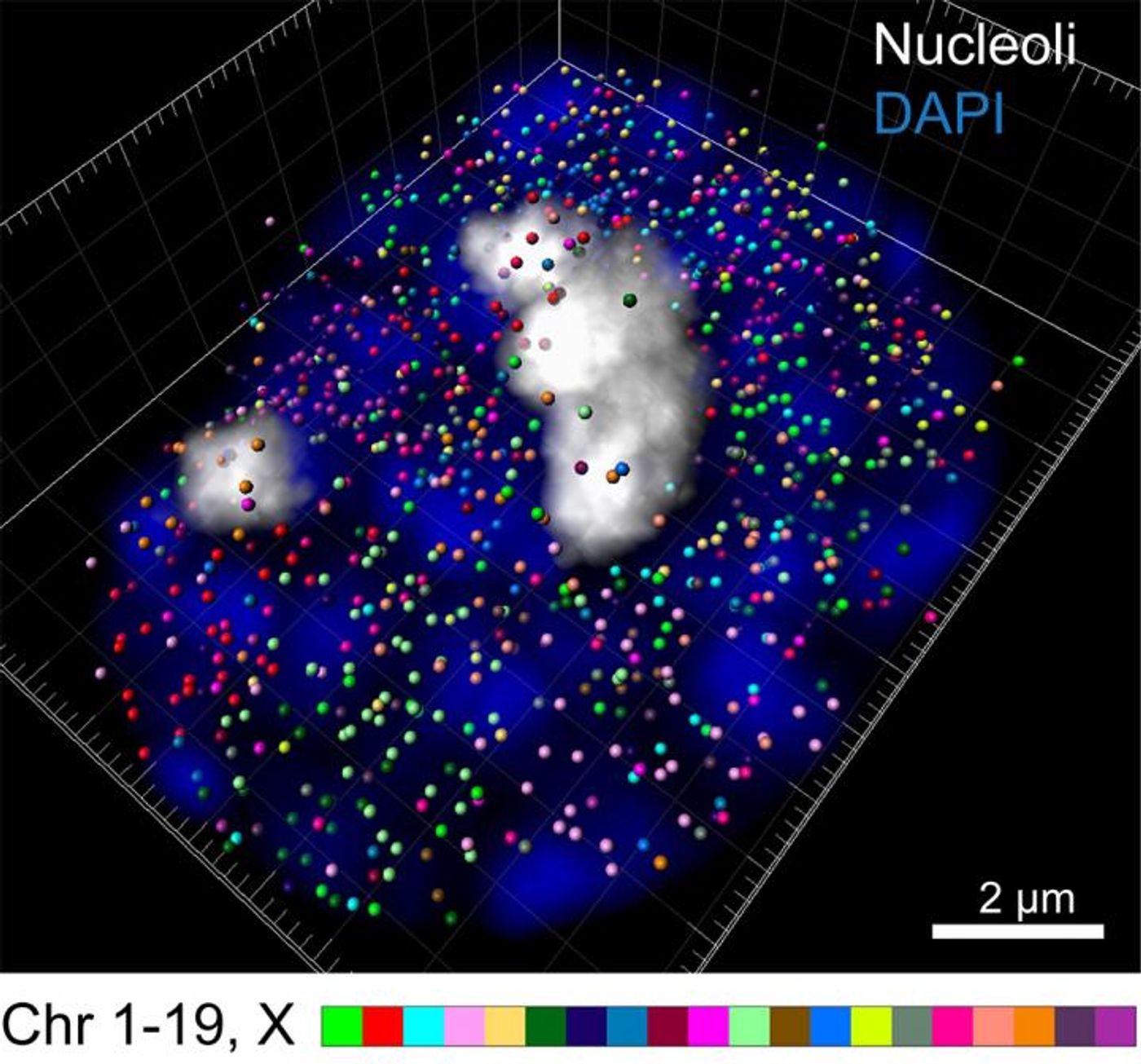 Intron seqFISH enables 3D reconstruction of nascent transcription active sites (colored spots) in an embryonic stem cell (blue), with individual chromosomes occupying distinct spatial territories (colored differently). Here, 982 transcription active sites, corresponding to individual genes, are present in this cell. / Credit: Cai laboratory / Cell