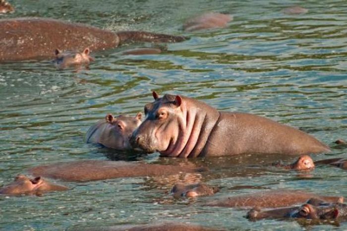 A hippo pool in Serengetti National Park. Photo: TripAdvisor
