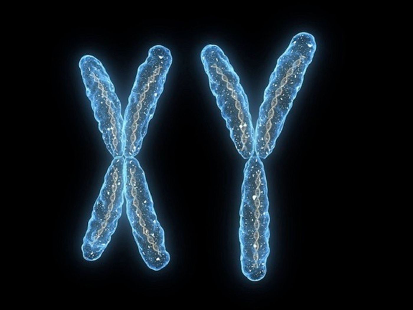 X and Y Chromosomes