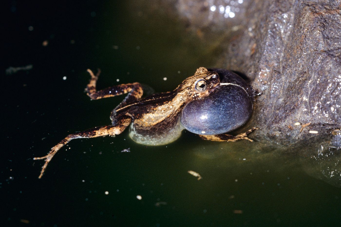 A tungara frog making its famous 'tun gara gara' mating call.