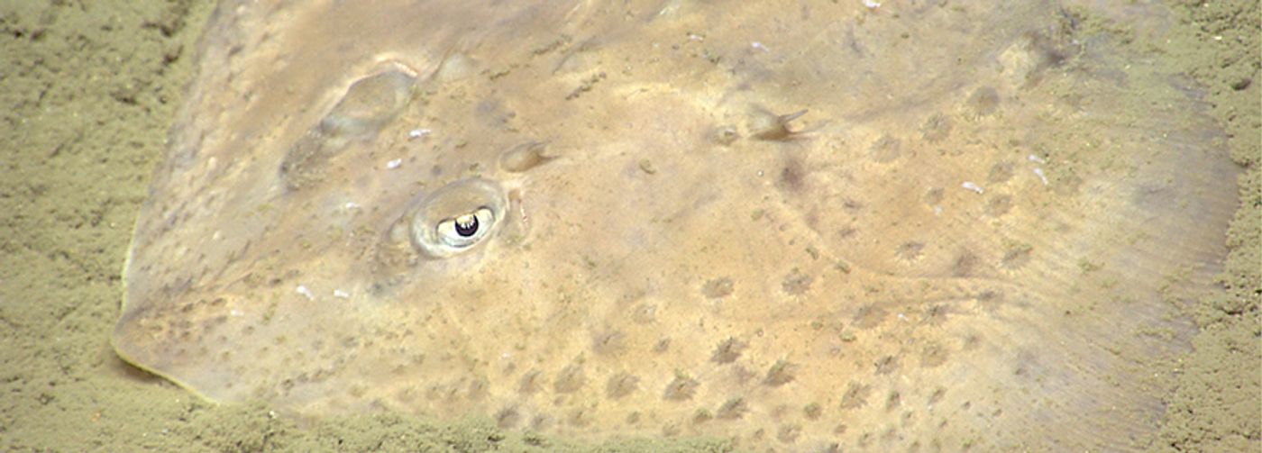 NOAA OKEANOS Explorer Program